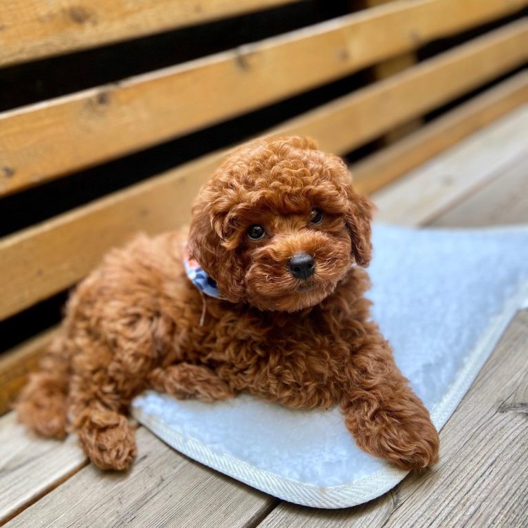 lilredmaltipoo-1-768x768-1.jpg