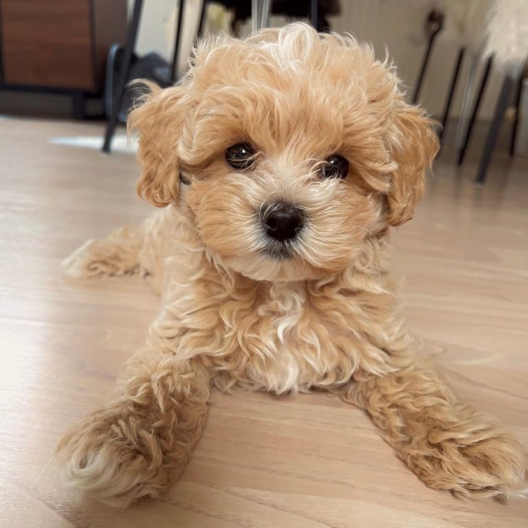 loui.the_.maltipoo-20220501-0001-768x768-1.jpg