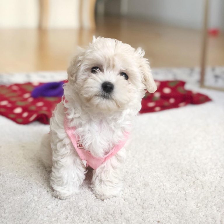 luna.latte_the_maltipoo-20220501-0004-768x768-1.jpg